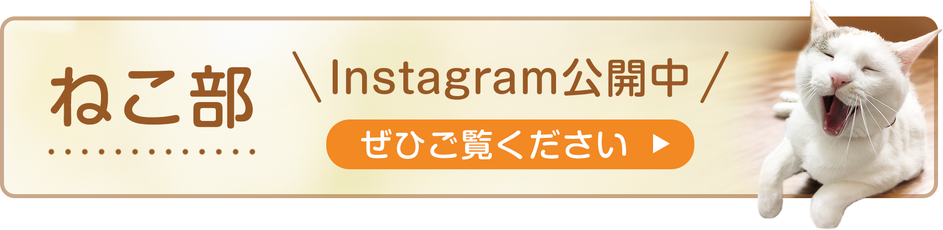 ねこ部 Instagramはこちら